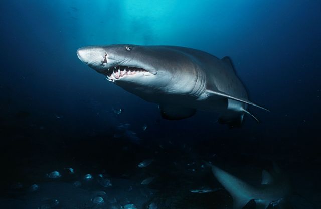 A sand tiger shark.