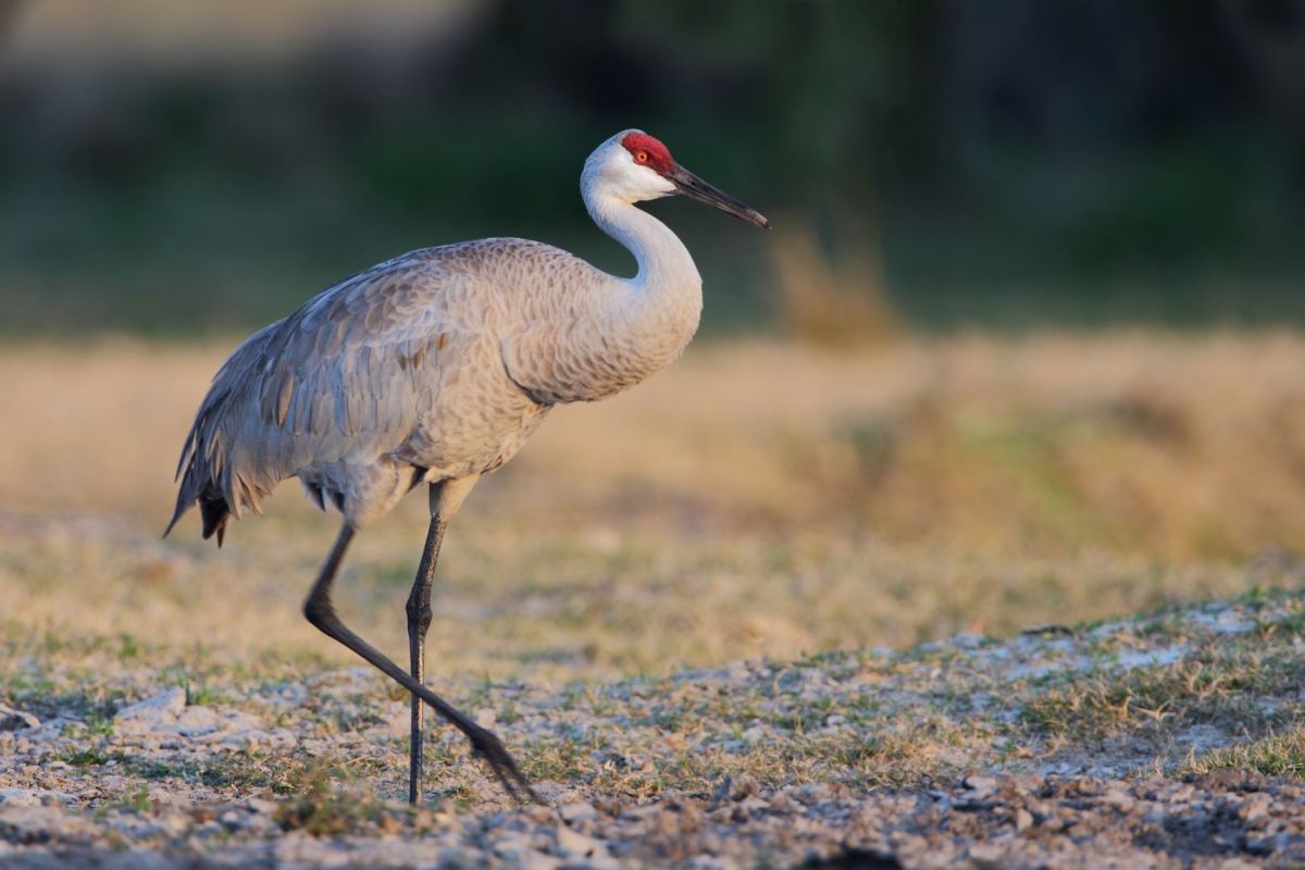 A sandhill crane.