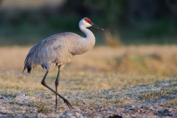 A sandhill crane.