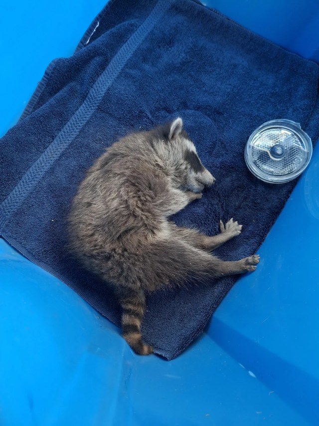 A baby raccoon sleeping on a towel.