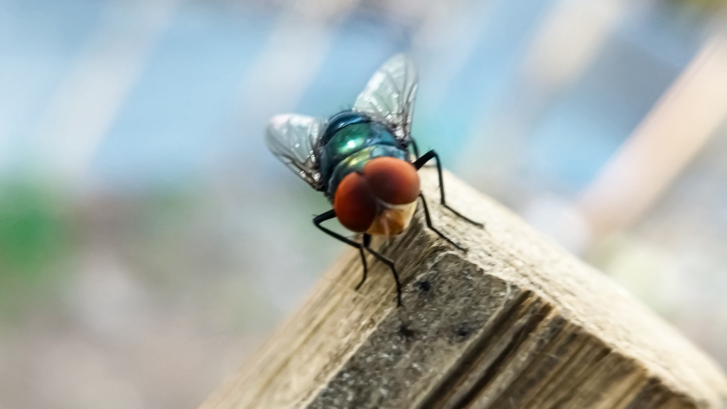 A screwworm fly perched on the edge of a wooden surface.