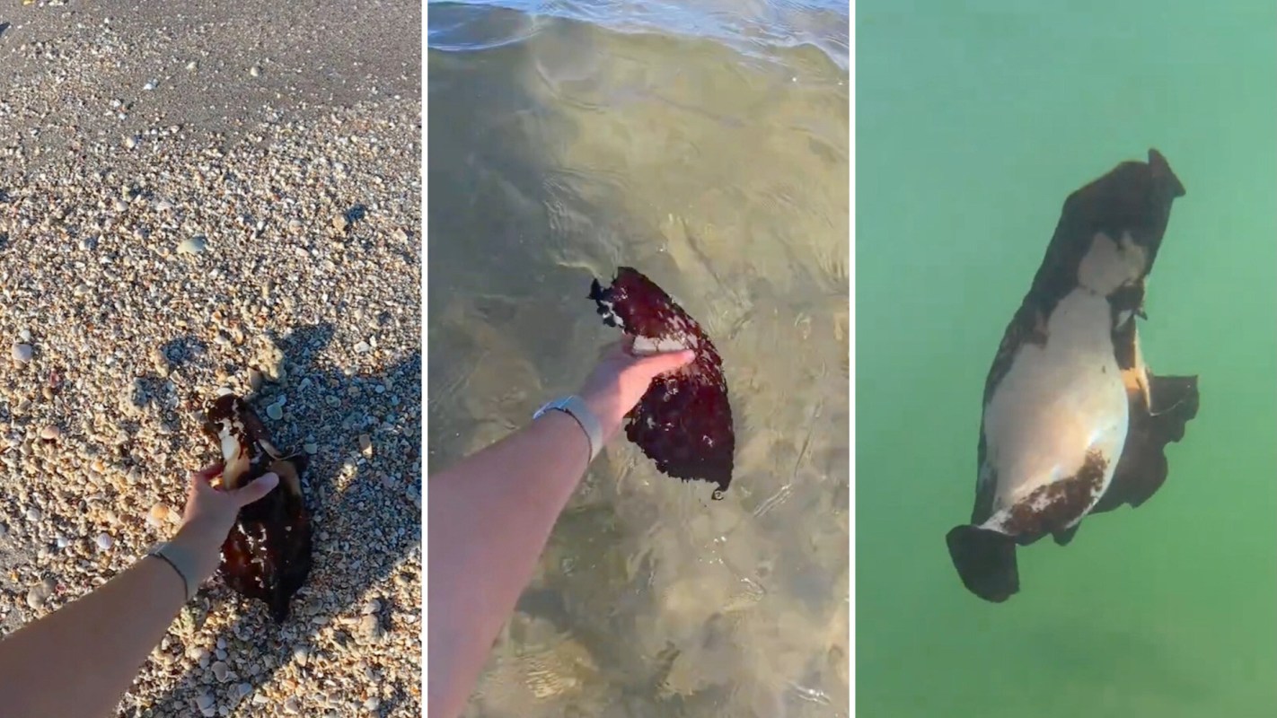 A person rescuing a beached sea hare.