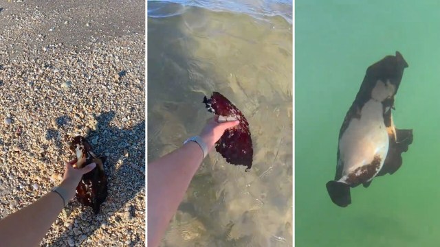 A person rescuing a beached sea hare.