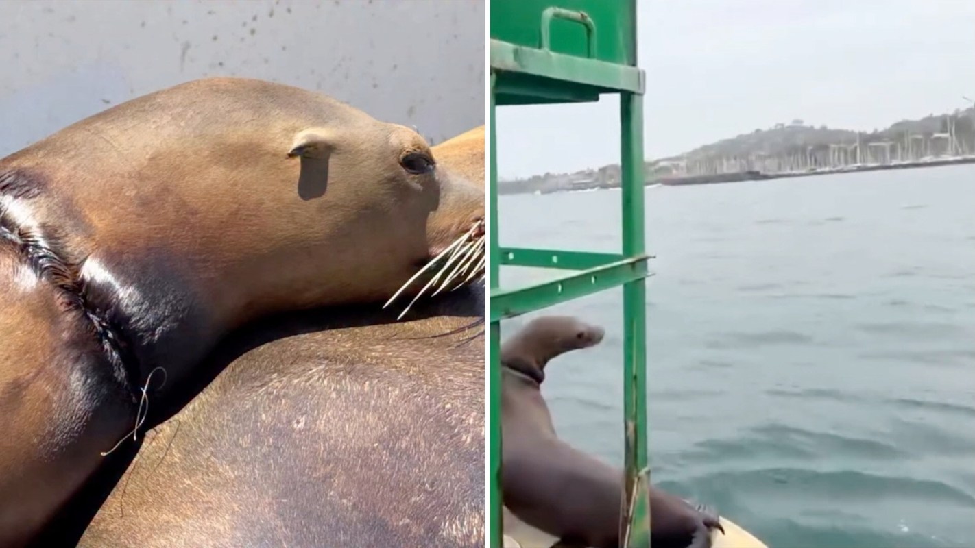 A sea lion with fishing line around its neck.