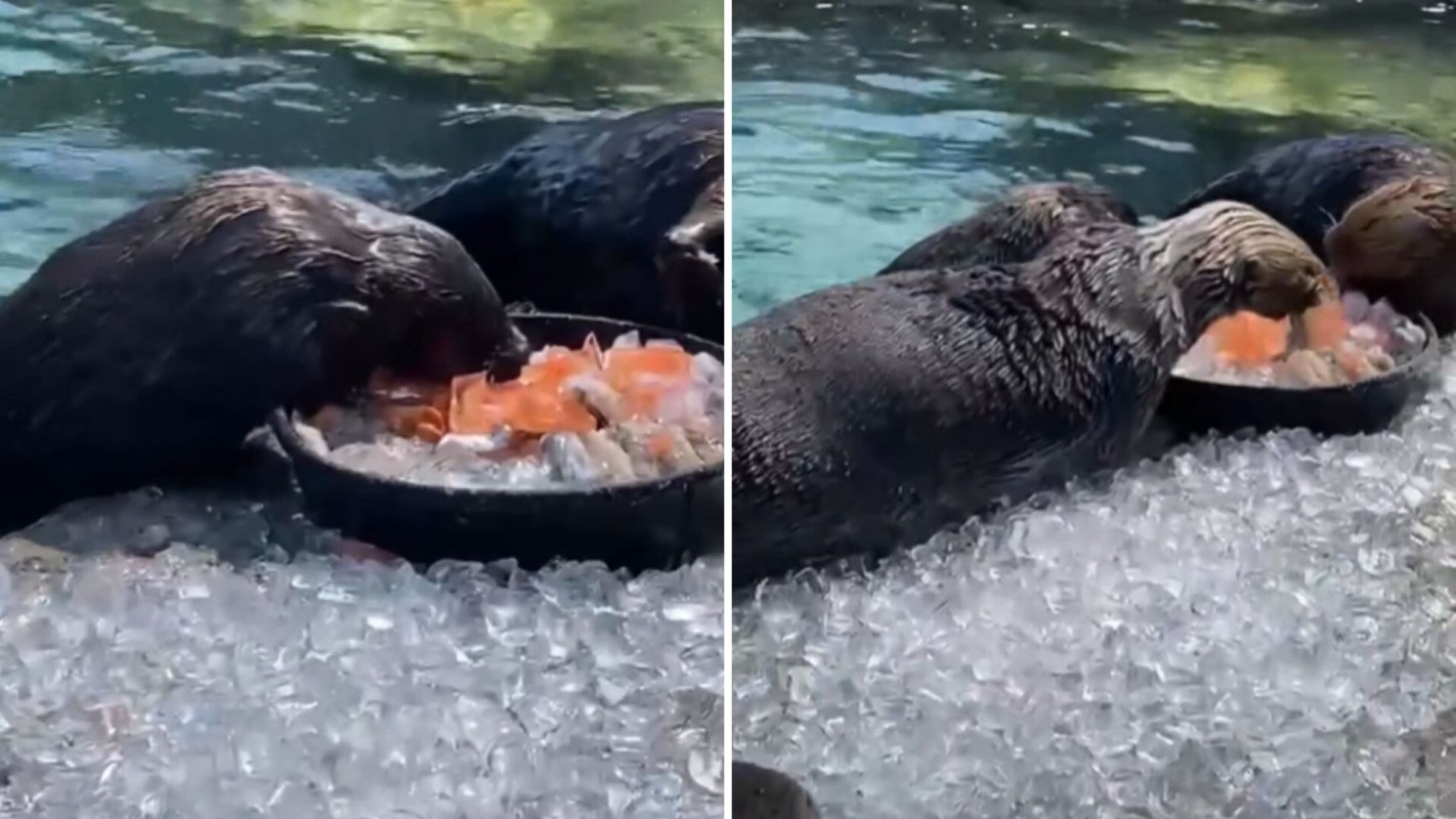 Sea otters eating.