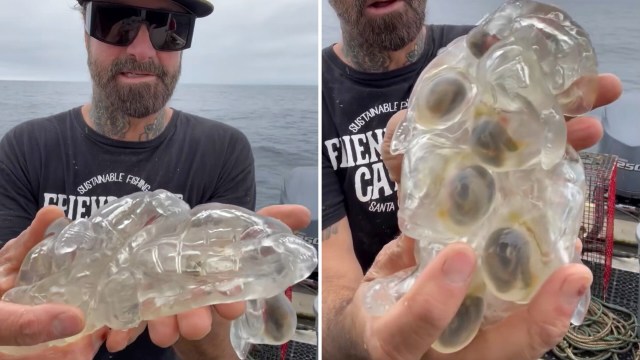A man holds a transparent gelatinous sea salp while on a boat.