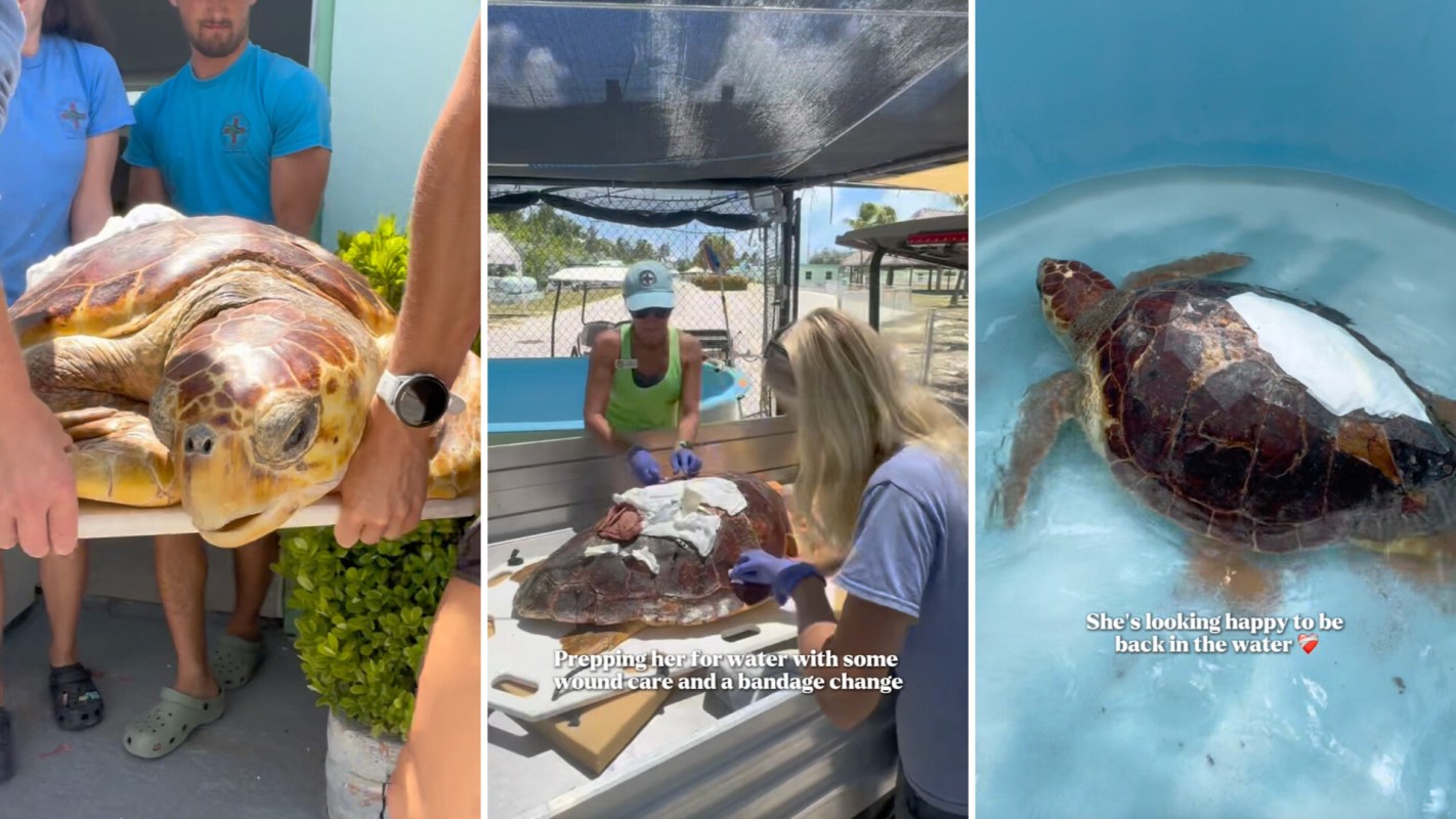 A team of people cares for a sea turtle, providing treatment and preparing it for water.