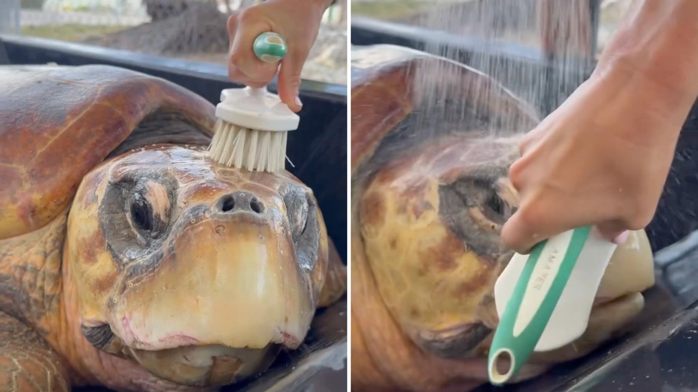 A person brushing and rinsing a sea turtle.