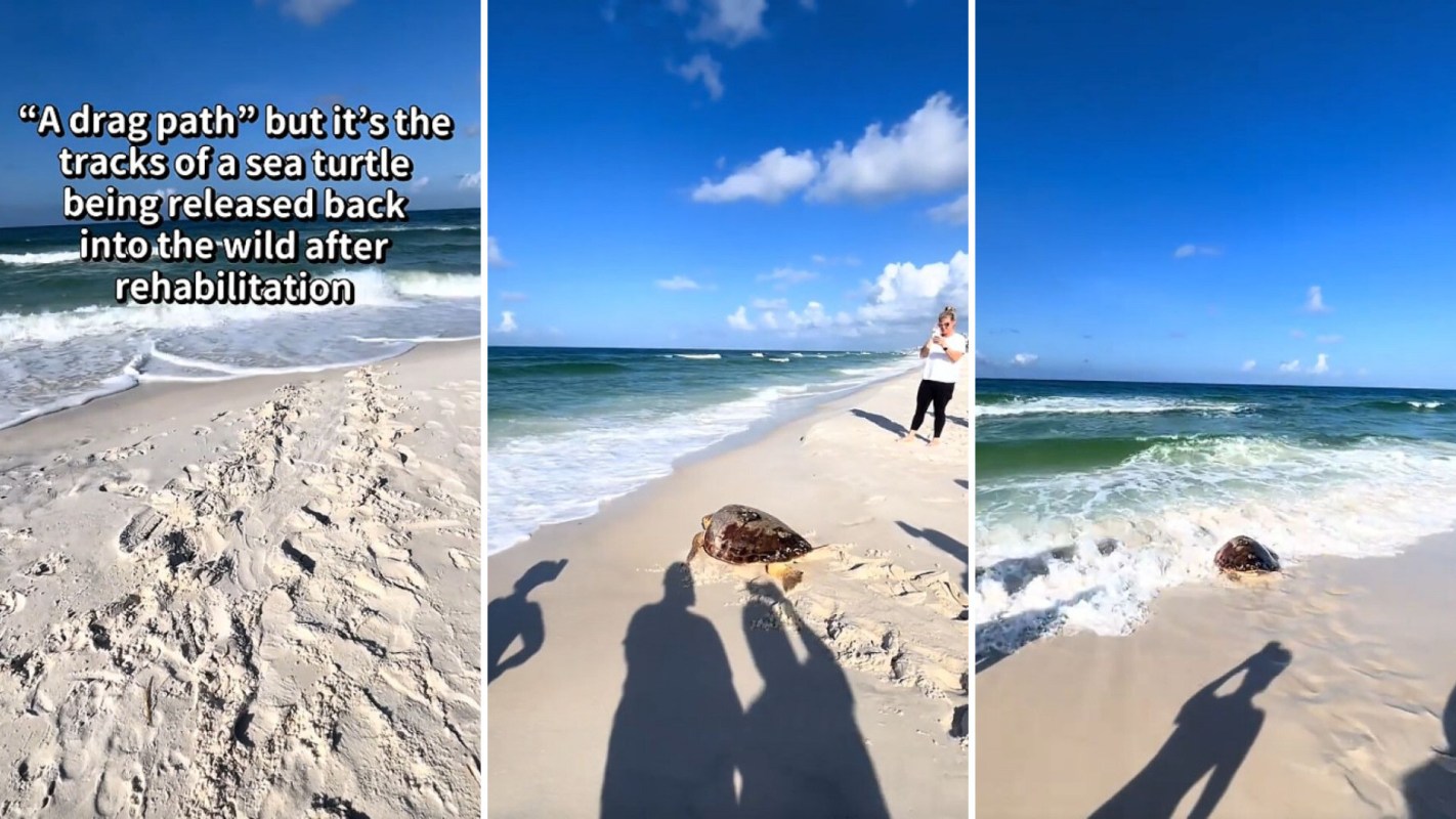 Rescuers returning a sea turtle to the ocean.