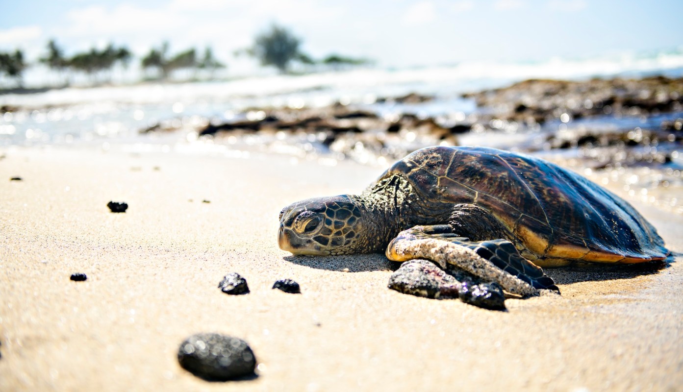 A sea turtle resting on the sandy shore near the ocean.