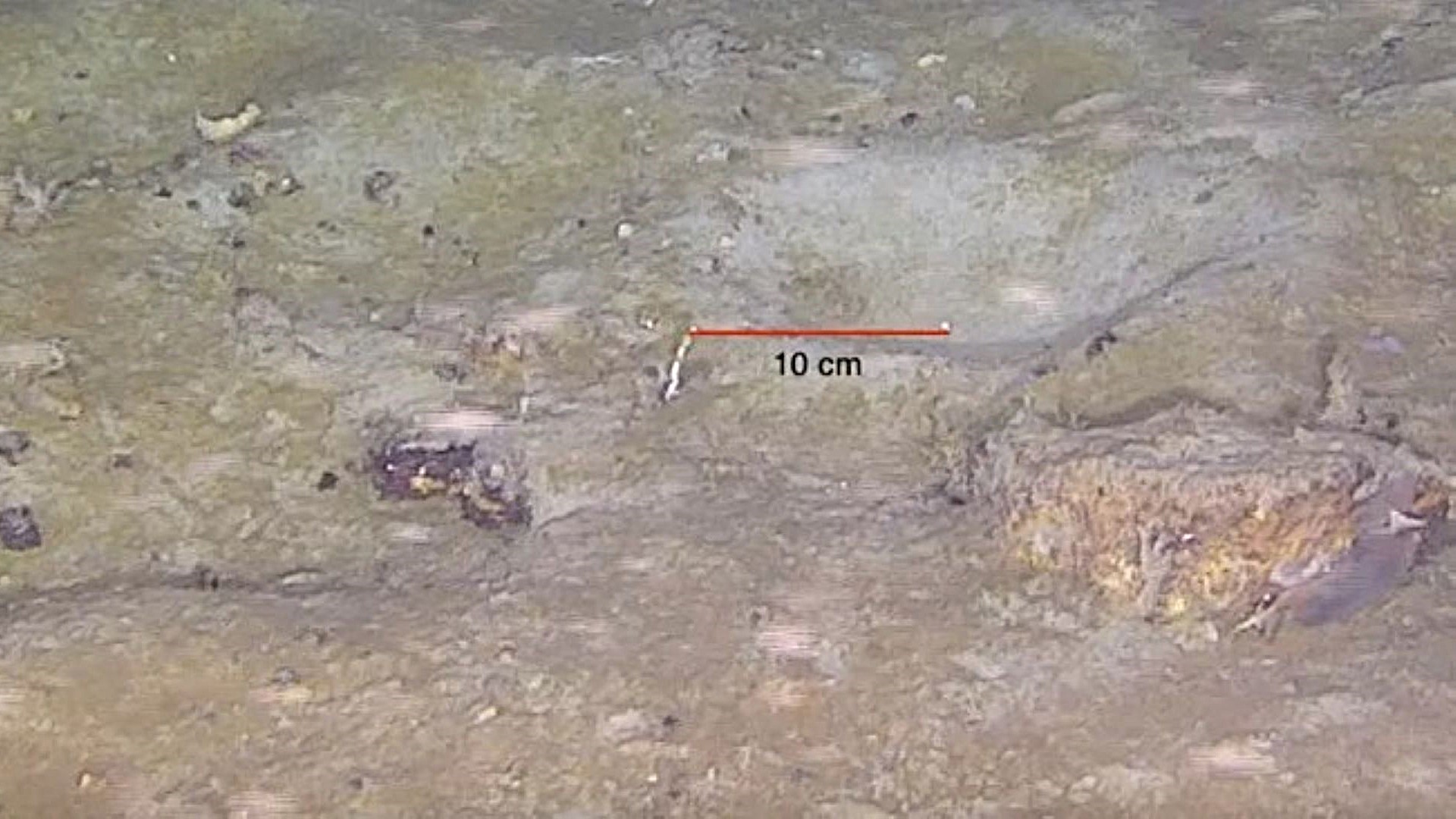 Antarctica's giant iceberg break exposed a hidden fish nursery in the Weddell Sea
