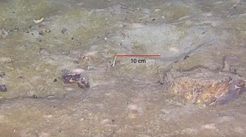 A nesting site for fish on the seafloor.