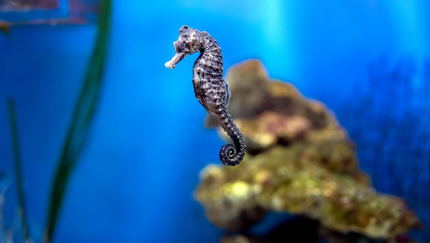 A seahorse.