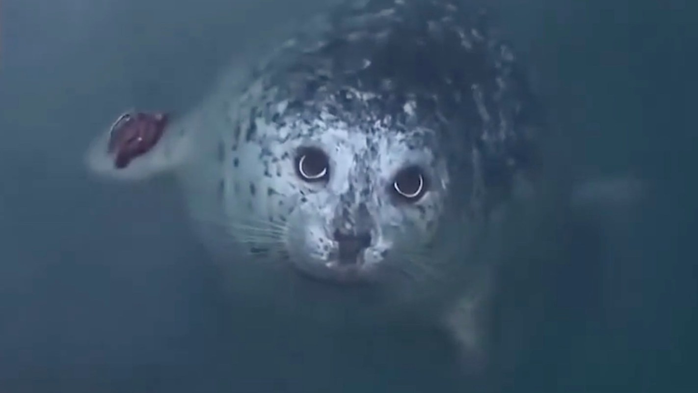 A seal swimming underwater, observing its surroundings.