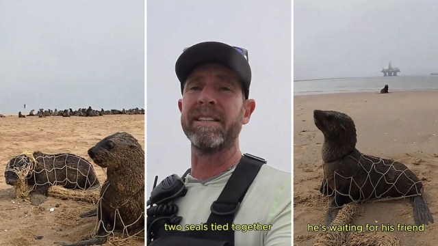 Two seals stuck in a net.