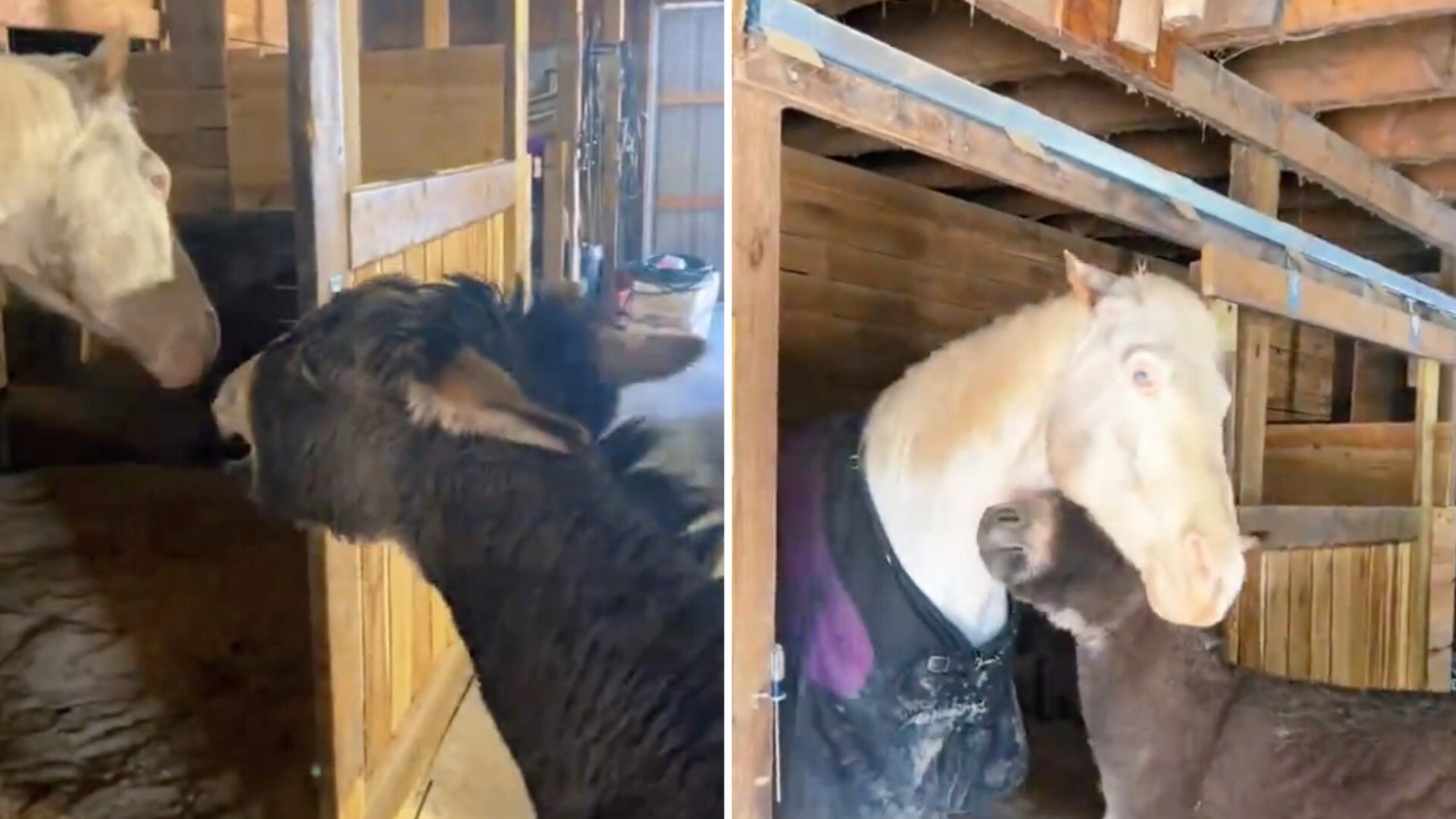 A horse and a donkey interact in a barn.