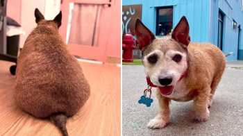 A senior corgi mix walking after losing weight.