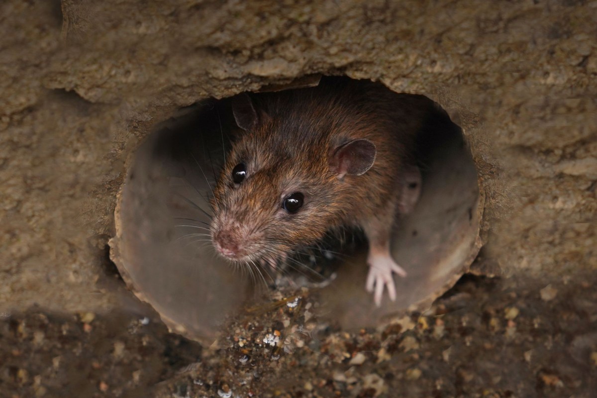 A rat in a sewer pipe.