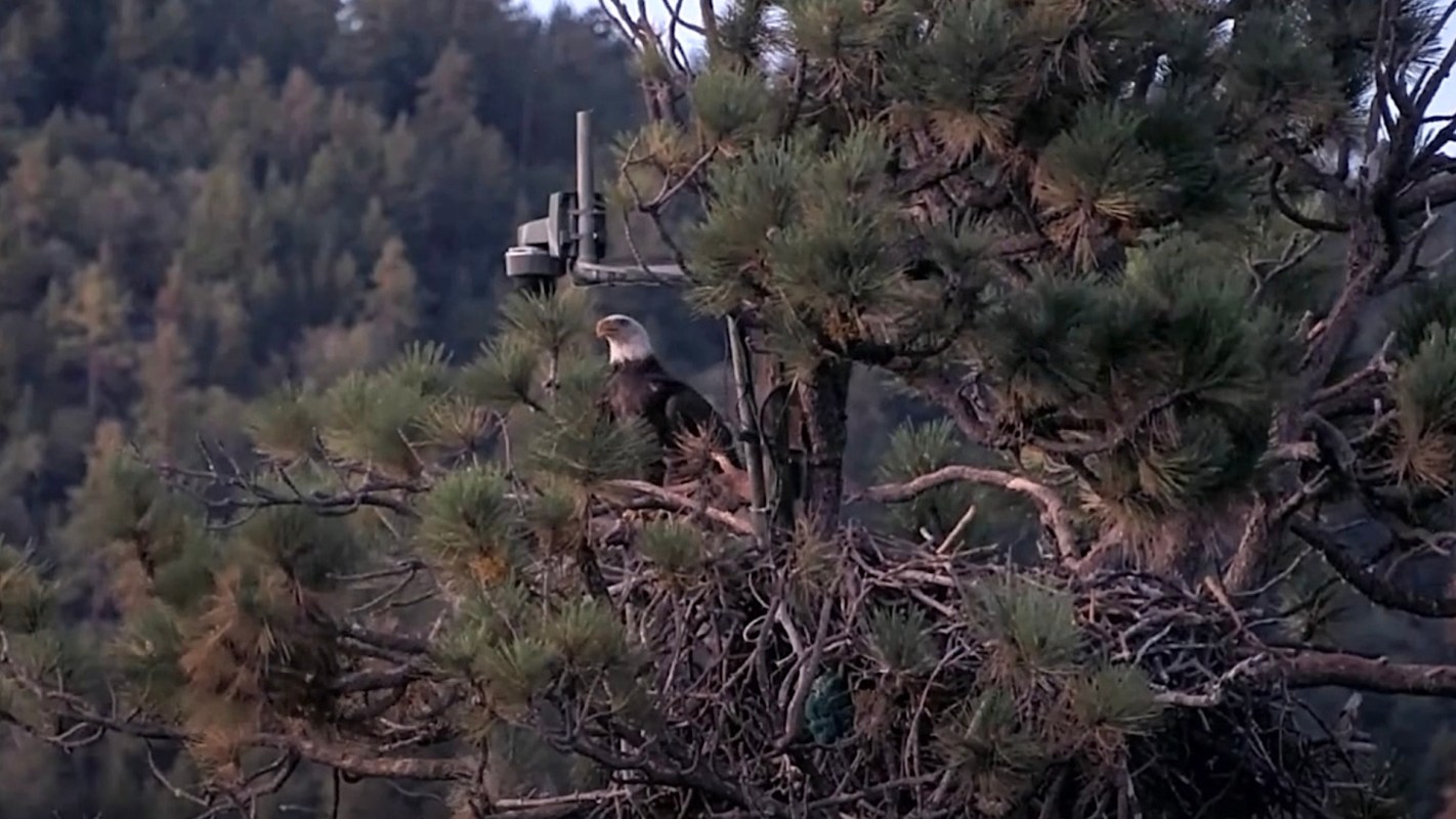 KD1 at Shadow's former nest with Jackie.