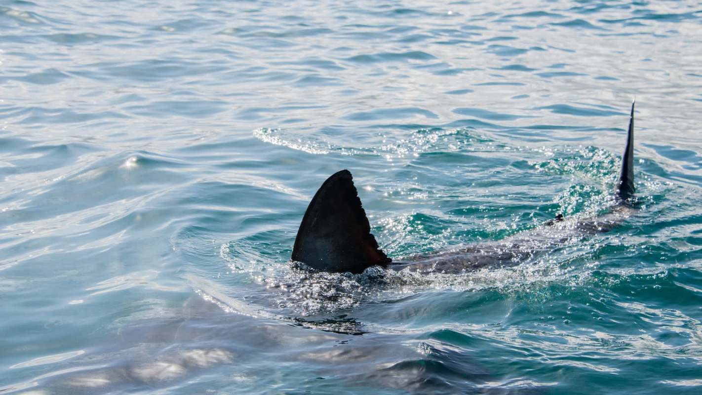 A shark fin emerges from the water in a marine environment.