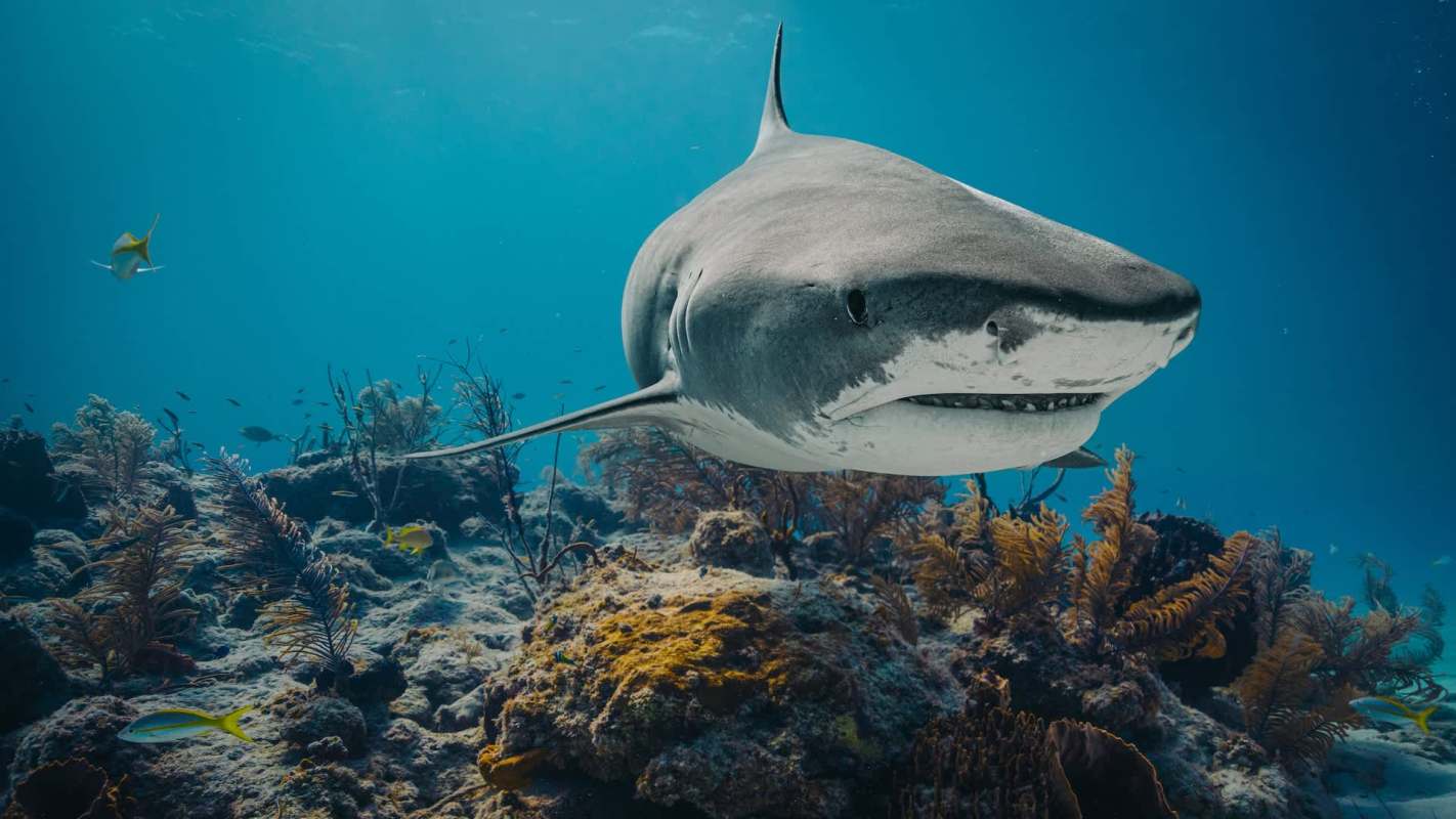 A shark swims near a coral reef, surrounded by various smaller fish and underwater vegetation.