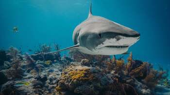 A shark swims near a coral reef, surrounded by various smaller fish and underwater vegetation.