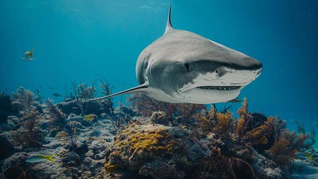 A shark swims near a coral reef, surrounded by various smaller fish and underwater vegetation.
