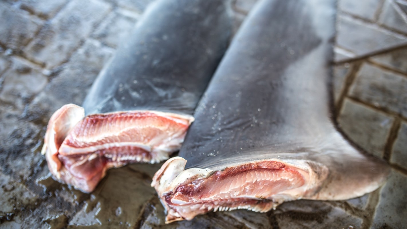 Two shark fins on a stone surface.