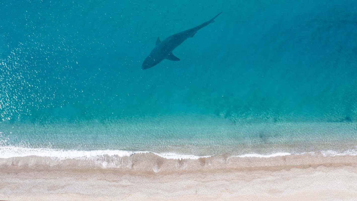 A shark swims in clear turquoise water near a sandy shoreline.