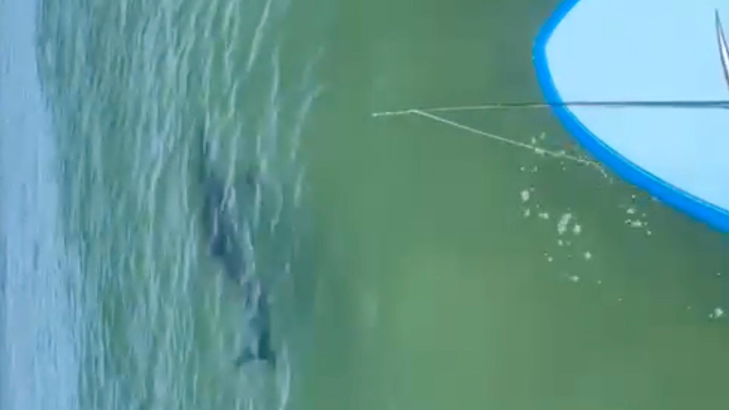 A shark swims beneath a paddleboard in clear water.