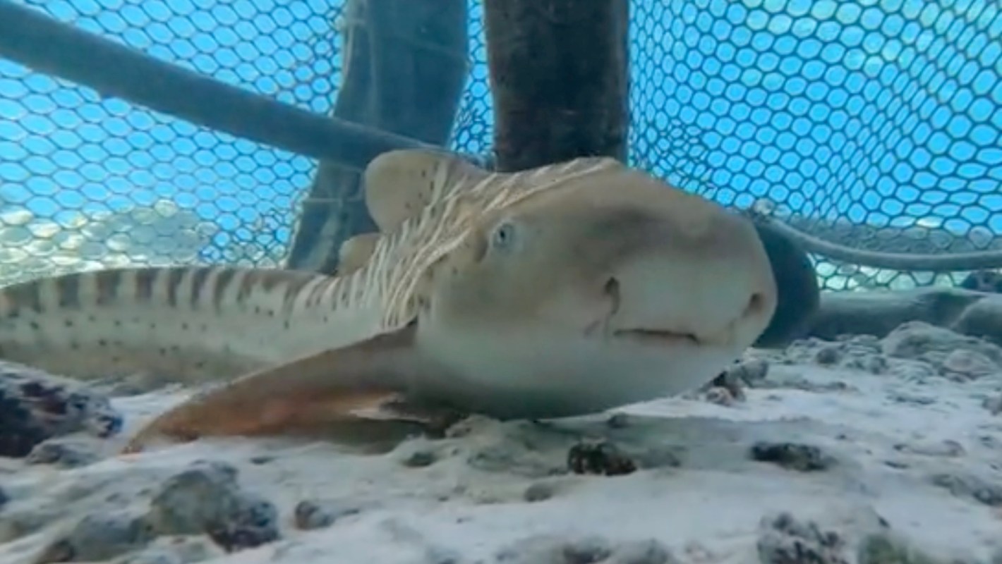 A leopard shark under a net.
