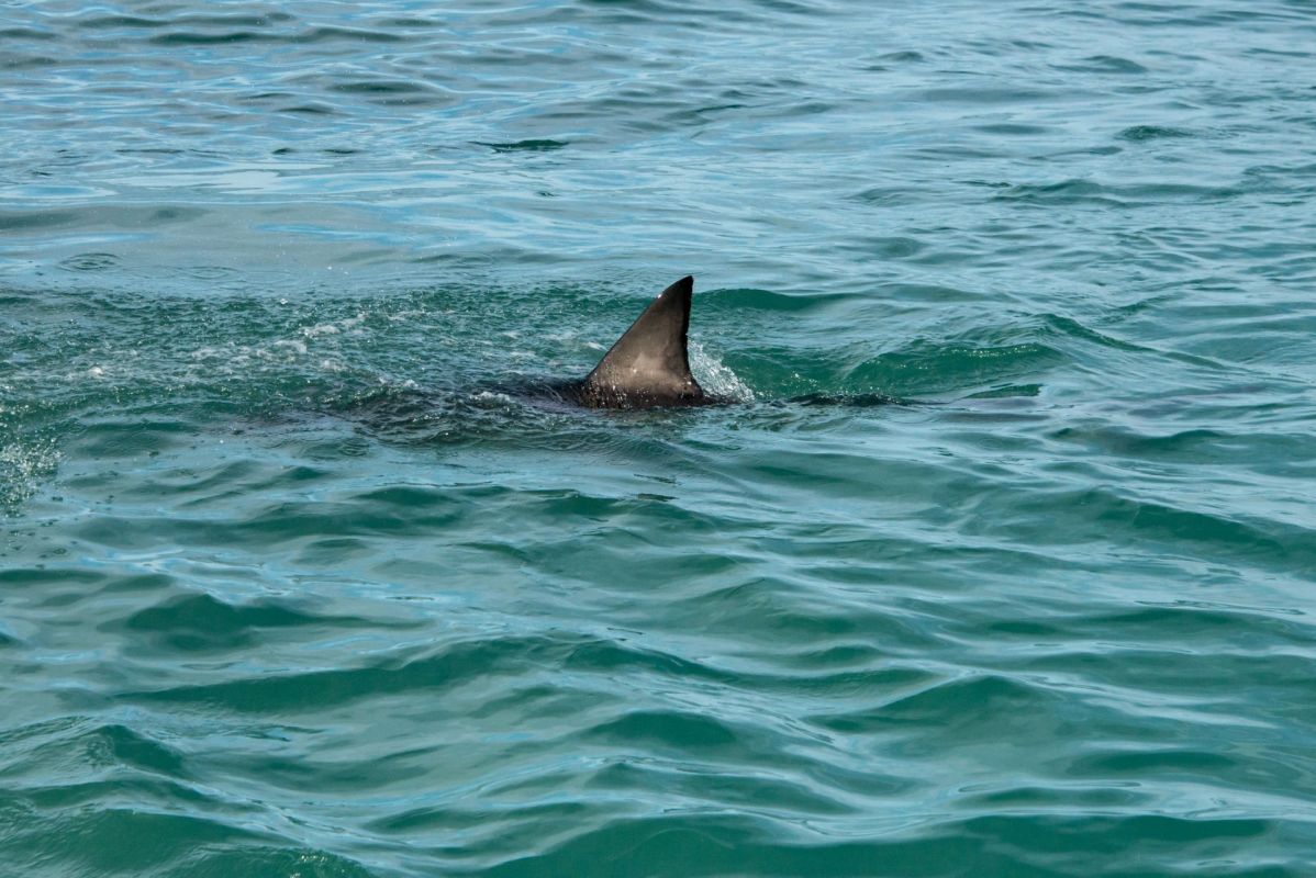 A shark fin sticking out of the ocean.