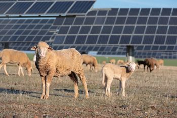 Sheep grazing near a solar farm.