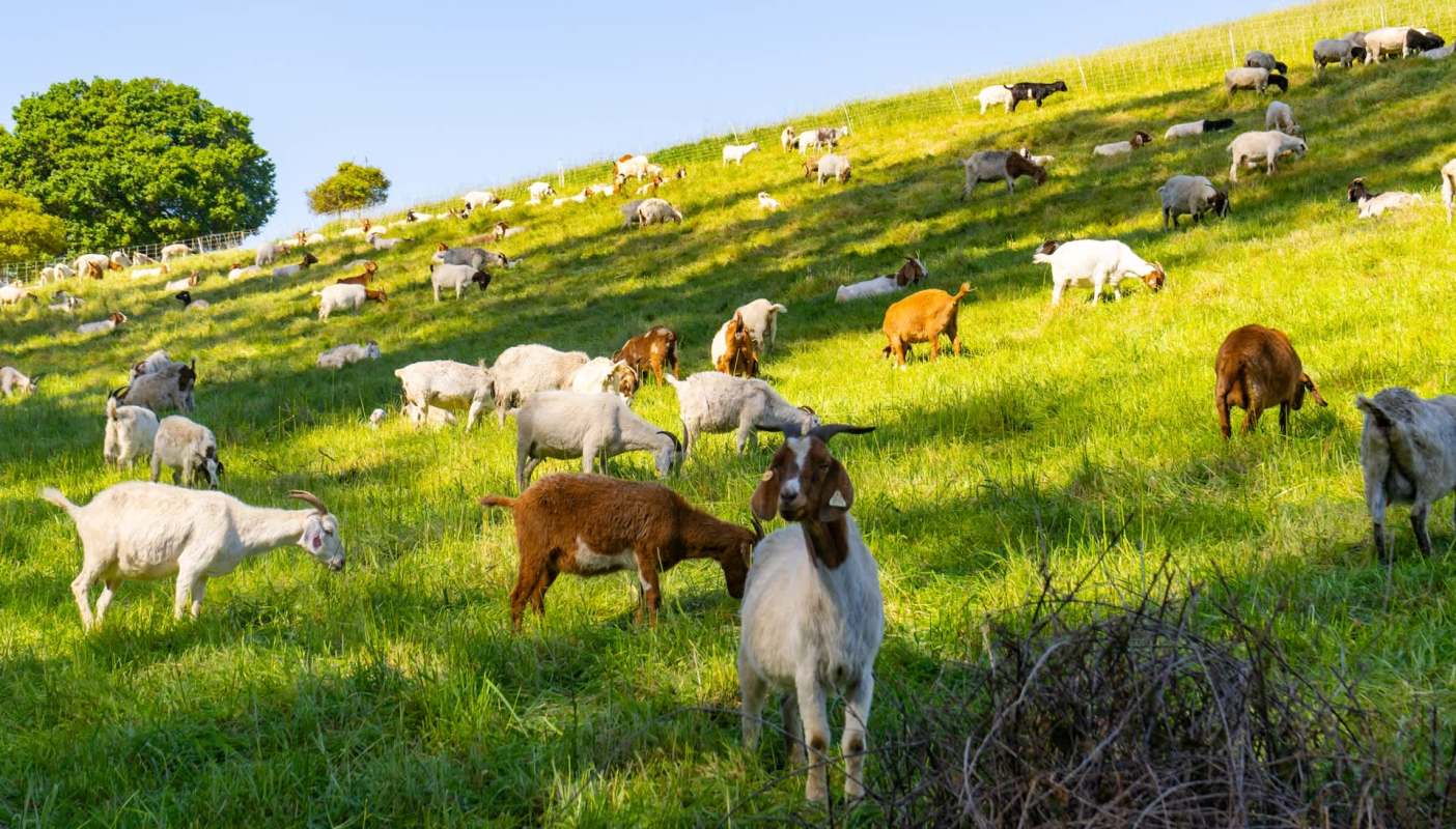 A herd of goats on a hillside.