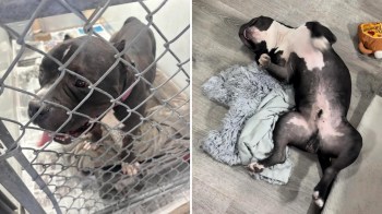 A dog at a shelter and lying on a blanket in a home.