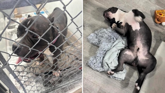 A dog at a shelter and lying on a blanket in a home.
