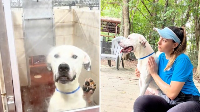 A white dog at a shelter.