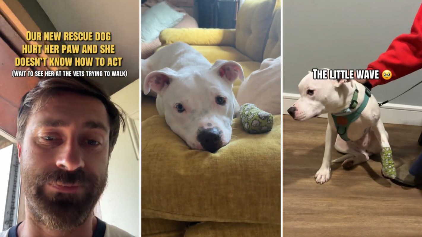 A rescue dog with a bandaged paw rests on a yellow couch and sits next to a person in a red sweatshirt.