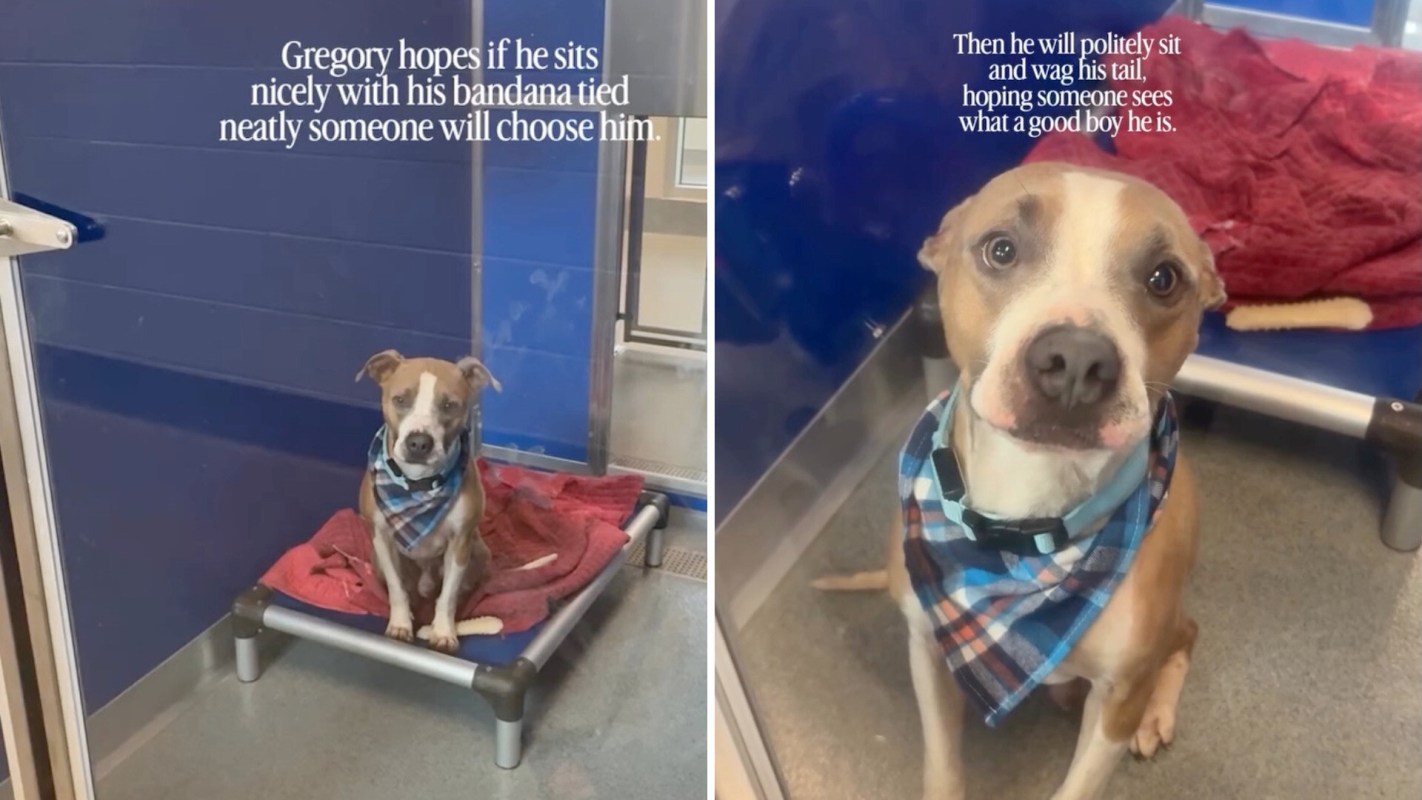 A dog wearing a bandana sits on a cot in an animal shelter.