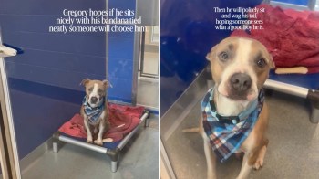 A dog wearing a bandana sits on a cot in an animal shelter.
