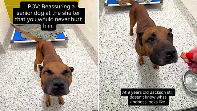 A senior dog getting a treat in a shelter.
