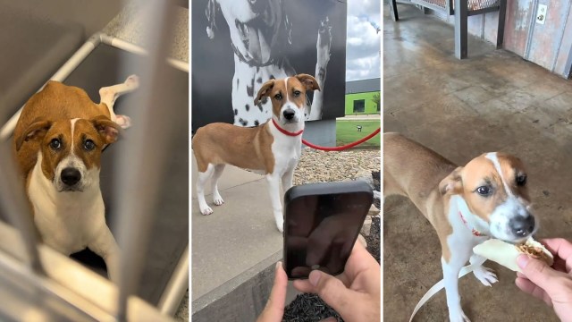 A dog in a shelter, a dog outside next to a person holding a phone, and a dog being fed a treat.