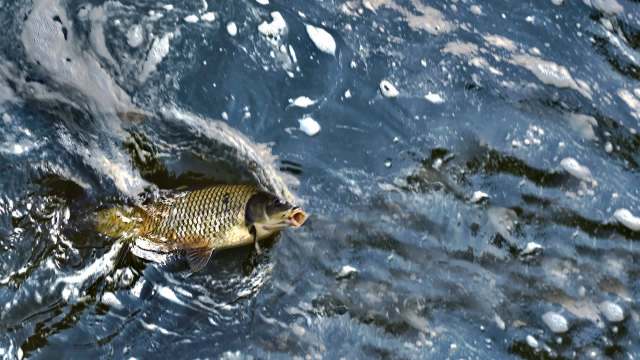 A fish swimming in water with ripples and bubbles surrounding it.