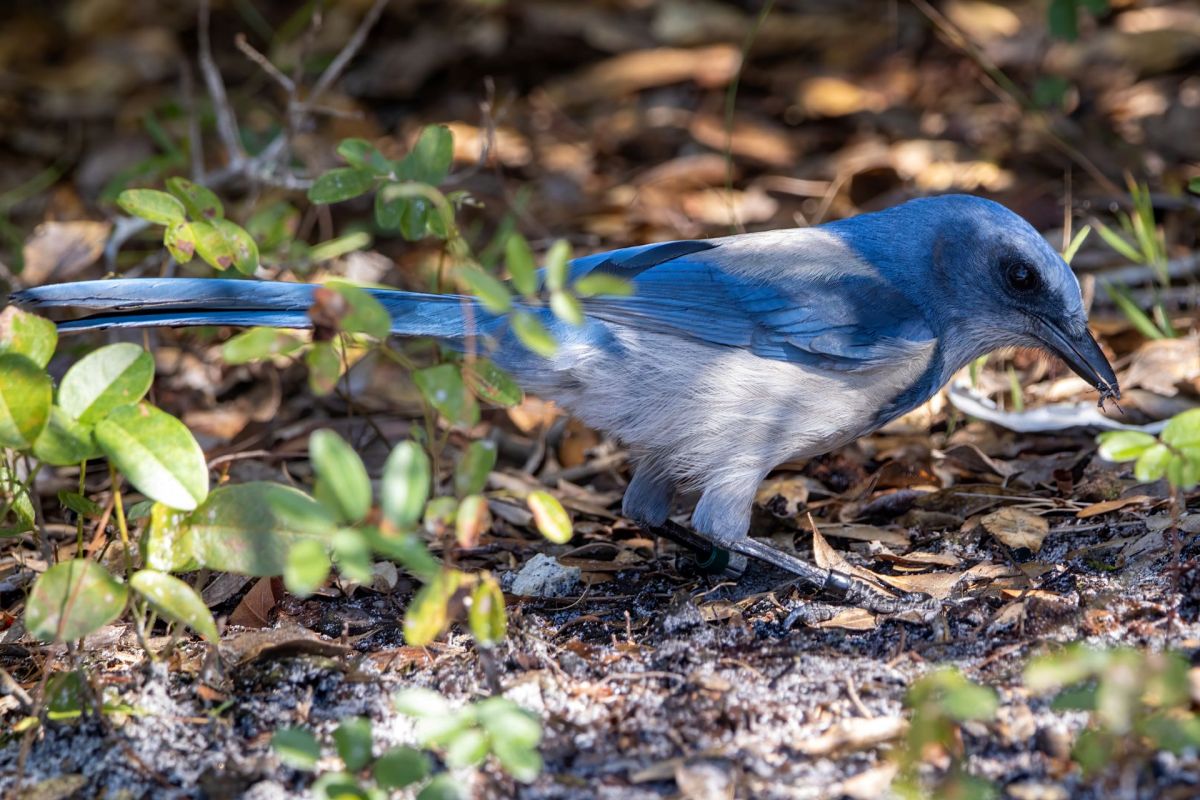 A Florida scrub-jay.