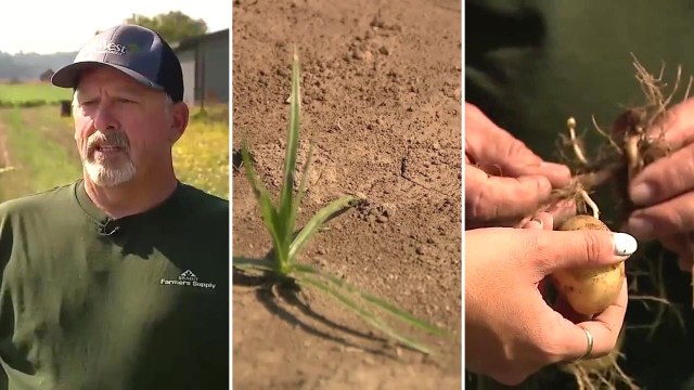 A farmer talking about his family's potato fields.