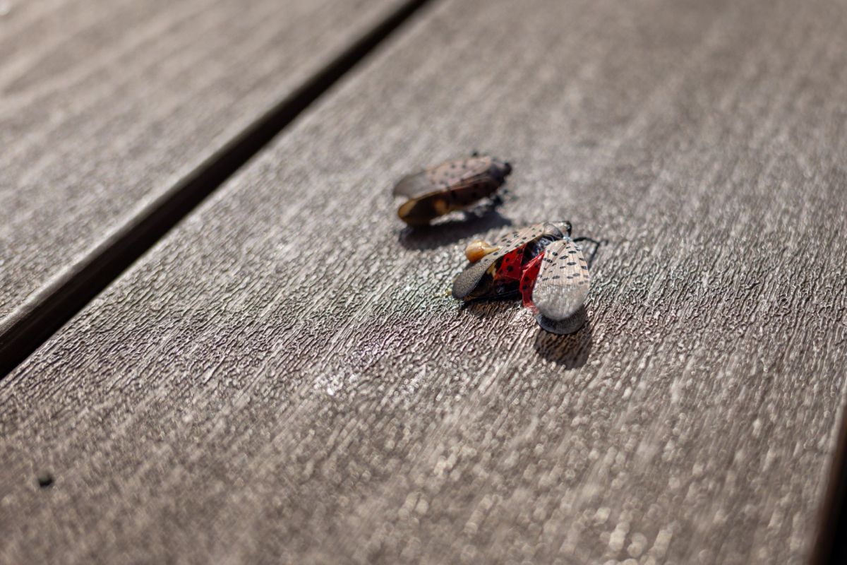 A spotted lanternfly on a deck.