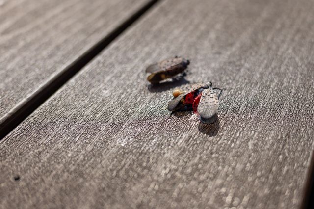 A spotted lanternfly on a deck.
