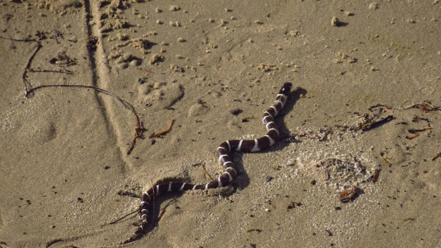 A snake with brown and white stripes on a sandy surface.
