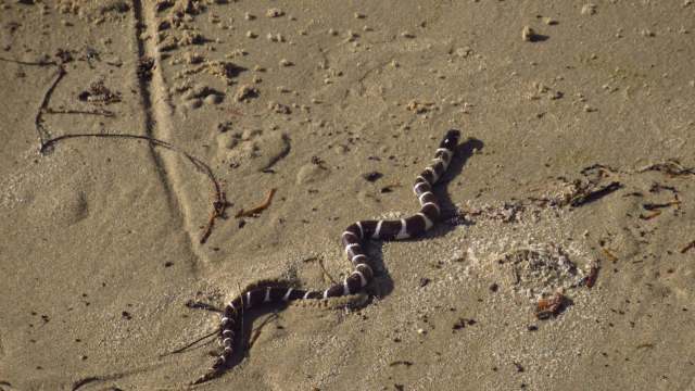 A snake with brown and white stripes on a sandy surface.
