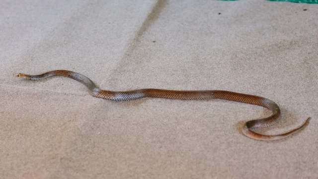 A snake is resting on a flat, neutral surface.